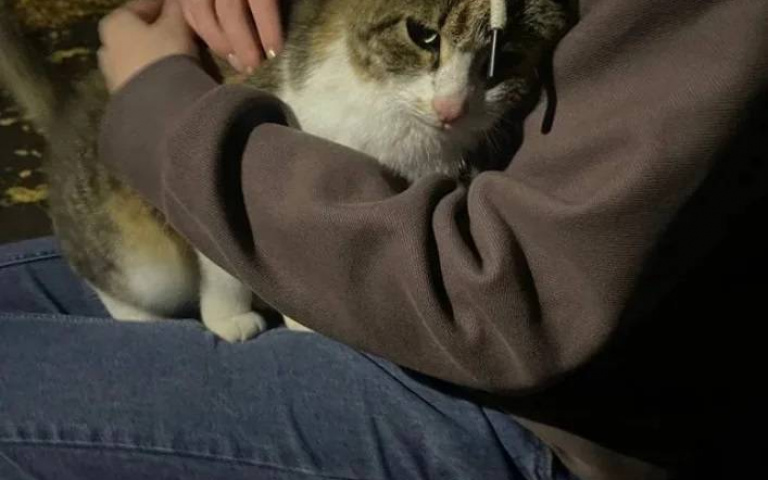 女網友散步遇浪貓天天準時赴約　「雨天也不缺席」感動全網飼主當場收編