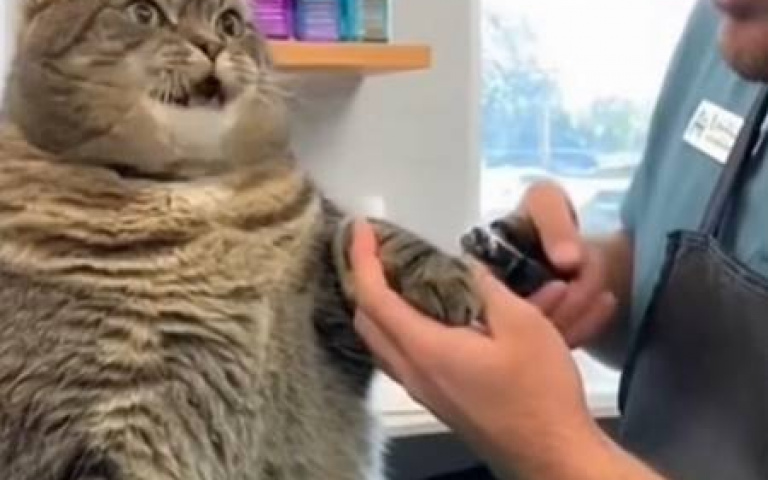 這狸花貓是戲精？　剪指甲「還沒碰到」就開始慘叫