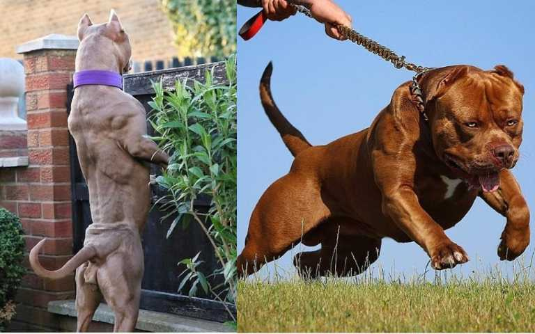 小心為上!7大猛犬攻擊性超強,看到千萬不要招惹牠們!