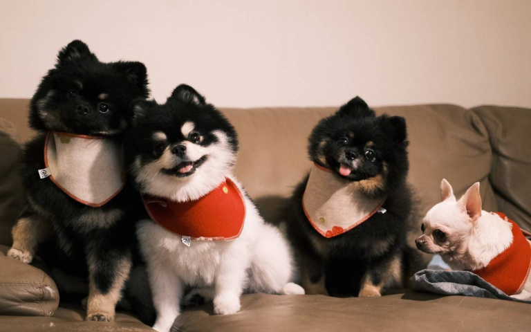 一段愛與衝動的故事，對於？想養狗的人怎麼建議？「她的人生只有做好，做滿」