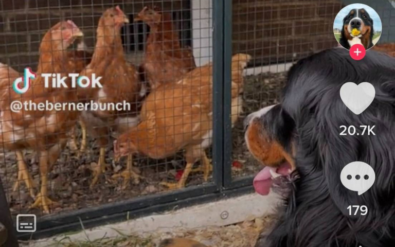 第一次的親密接觸！ 聖伯納犬被雞吸引　選擇拋棄狗朋友