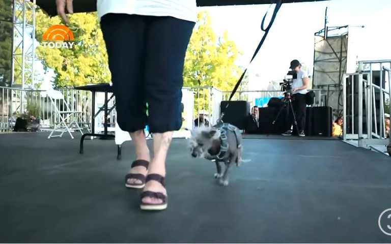 世界上最醜的狗狗！小黑犬吐舌燦笑　背後悲傷故事曝光