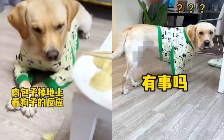 貪吃偷包狗！主人夾一塊到碗裡「但牠全部捲走」