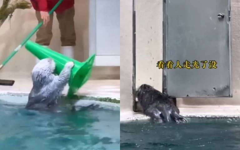 海獺下班想趕快休息！　幫收道具看沒人了秒關門開游