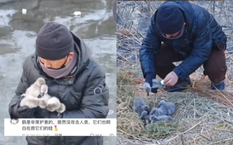 黑天鵝寶寶遭凍住！路過民眾好心救援幫擦拭　天鵝夫婦不斷「鞠躬答謝」