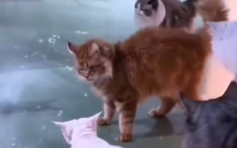 要打去練舞室打！　白貓、花貓激情幹架…牠跳出來勸架：大家冷靜