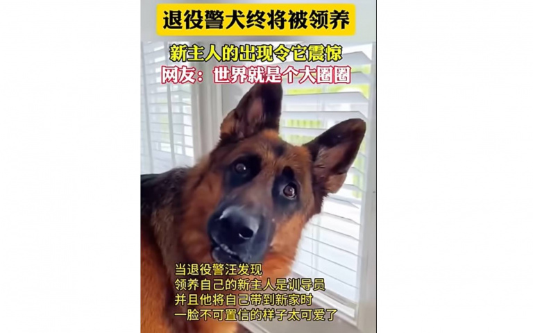 是你！警犬退役被帶到昔日領犬員家看傻　網笑翻：第一次在狗臉上發現驚訝