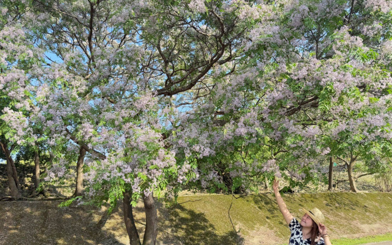 絕美紫色雲海降臨!新北河濱公園苦楝花綻放 花瓣細撒浪漫有如偶像劇