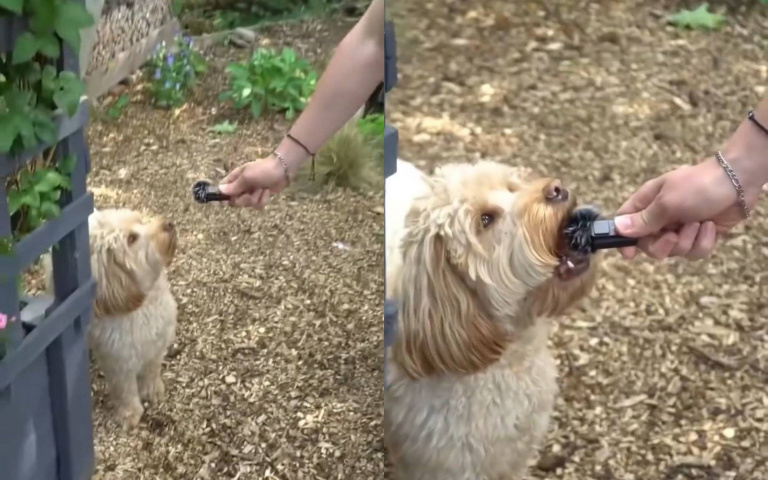 狗狗採訪突發狀況！下一秒竟「吞掉麥克風」全網笑瘋