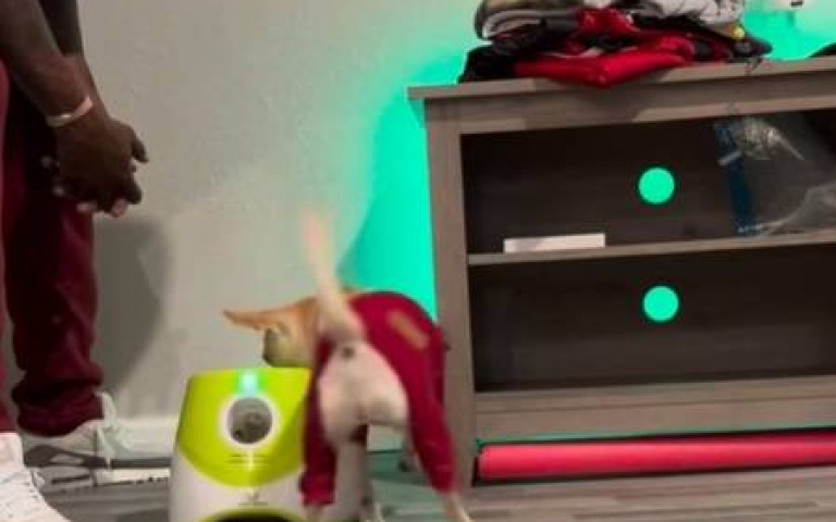 大隻佬教狗狗使用自動丟球機　網看完讚：你真有耐心