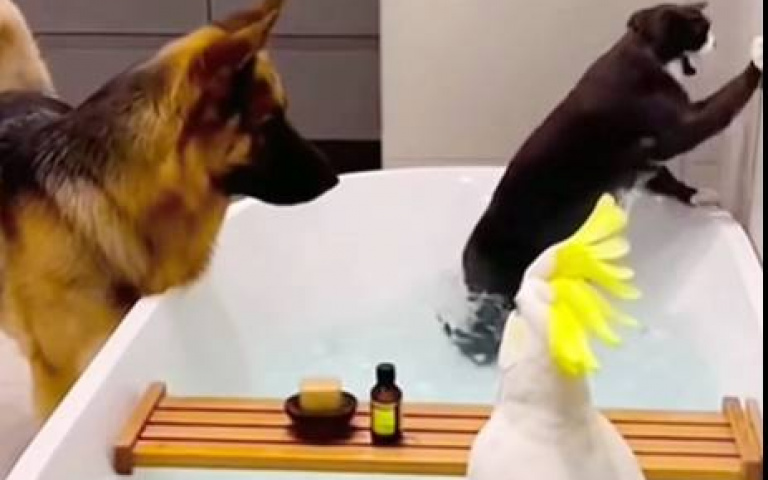 狗狗偷襲貓咪成功！　鸚鵡那笑聲真的有夠機車