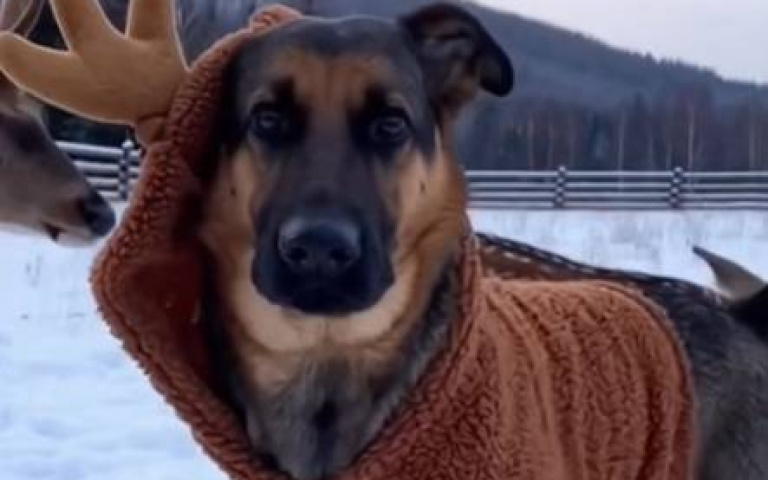 披著羊皮的狼比喻偽善者　那披著鹿皮的狗呢？