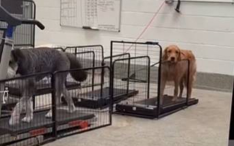 狗狗上跑步機卻偷懶…只用兩隻腳！　網友看完建議主人做一件事