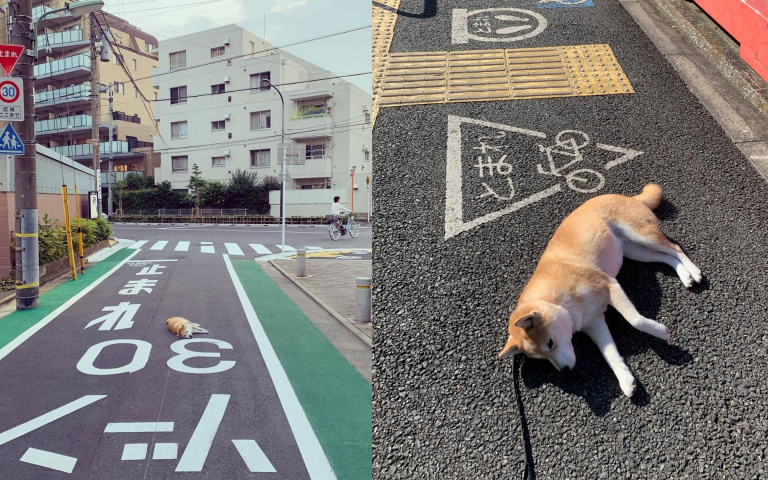 幾乎所有照片都是「躺著拍」!不想回家就直接路倒耍賴的柴犬
