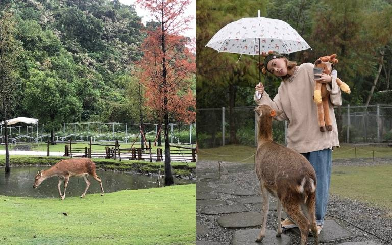 下雨天這樣玩!來斑比山丘「雨鹿共舞」、吃雨天限定「雲朵丸子」還有超療癒水豚君等著你