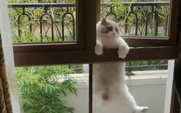 太肥了是不是？　胖貓爬上窗「整坨塞住進不來」