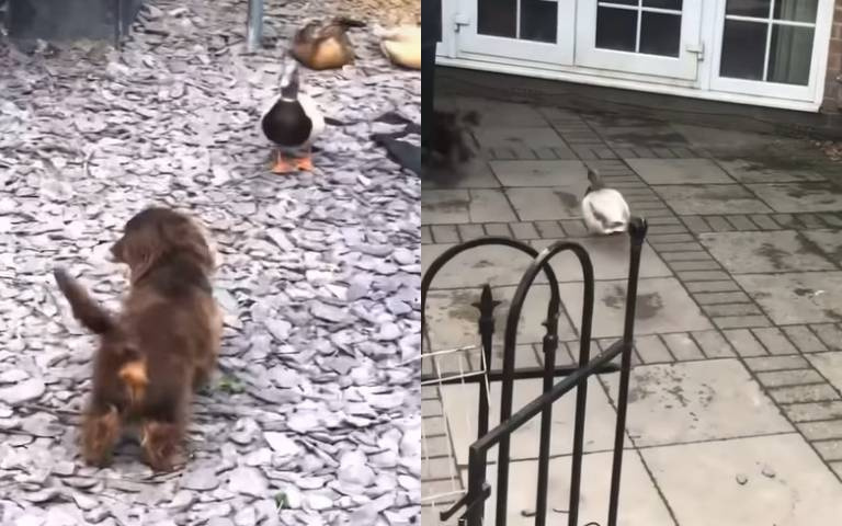 兩隻腳始終鬥不過四隻腳　狗狗搖尾巴挑釁鴨鴨但牠追不到