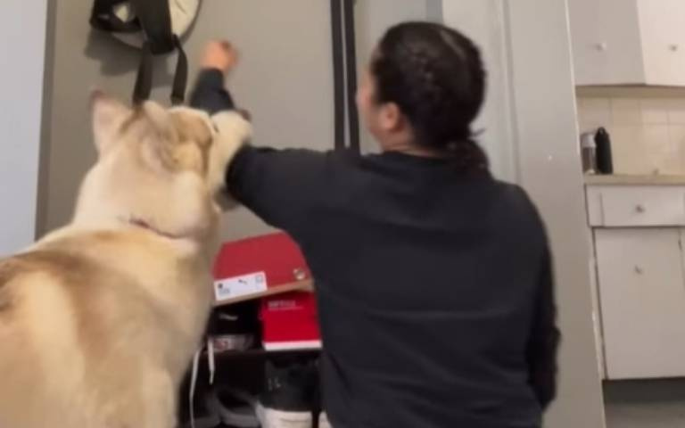 不要事事都靠動物! 主人要拿玩具「狗狗咬她」