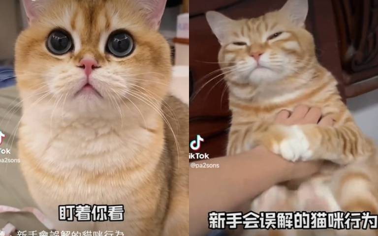 新手容易誤解的三種貓咪行為! 睜大眼看你、搖尾巴都是在不爽