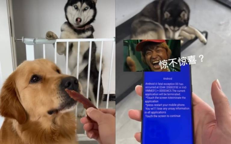 再皮啊！二哈搗蛋「主人給予嚴厲懲處」　牠搖尾巴最後竟惱羞成怒