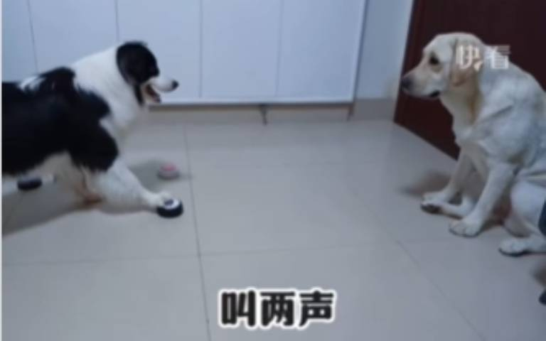 大家都是狗你為何可以訓練我? 邊牧對拉拉發號施令影片曝光