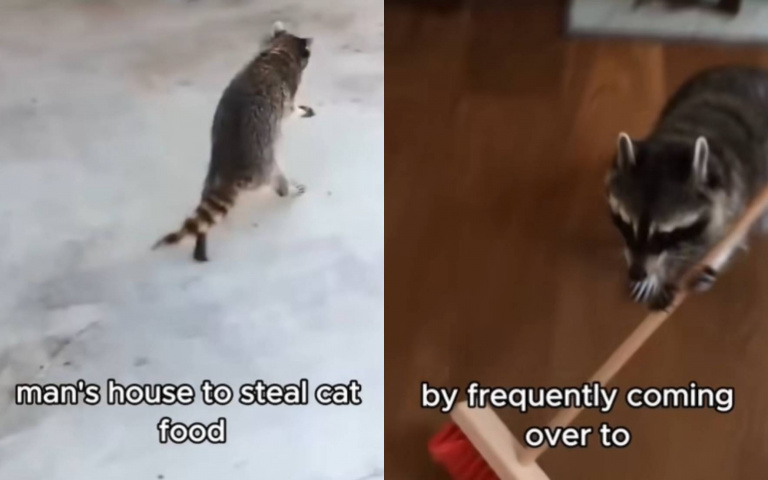 浣熊化身偷飯賊！暖心男子用愛感化牠　從討食變成能幫做家事