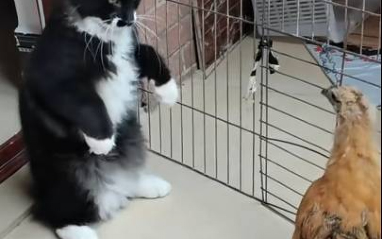 貓咪無情開揍！　雞：我非省油的燈…下秒伸腳直接踹