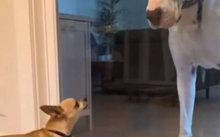 吉娃娃兇猛吠叫！　玻璃門一開…瞬間變孬孬