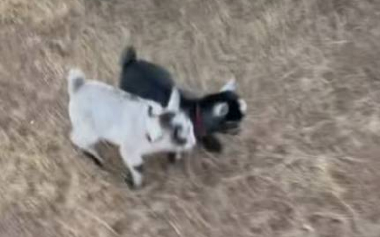 跳跳羊找玩伴！　貓咪卻受驚了…鼓起勇氣停下「卻揍牠一頓」