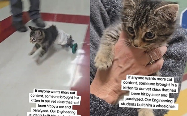 暖爆！大學生為癱瘓浪貓打造專屬輪椅　牠秒變賽車貓感動300萬網友