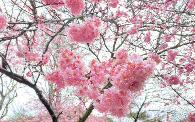 定好鬧鐘！武陵農場賞櫻專車準備搶票　祈福行程別錯過