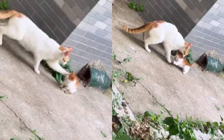 叛逆小貓偷跑出門慘遭教訓　網：根本我小時候！