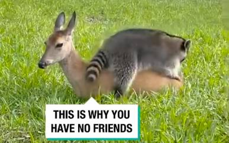 浣熊想嬉戲！還攀到人家身上　小鹿厭世不理超逗趣