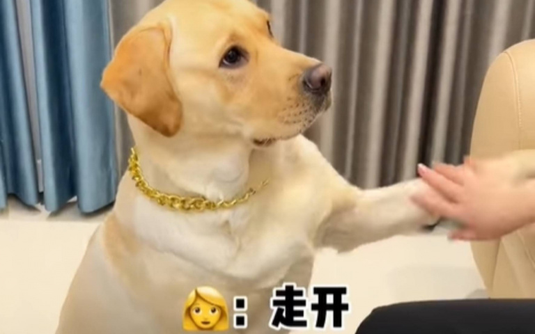 有禮貌的狗狗！吃點心前先求餵　沒人理默默自己開嗑