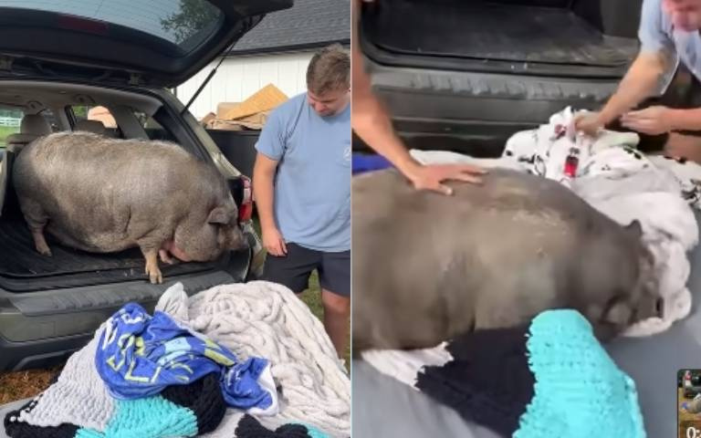 豬胖腿又短！困在後車廂下不來「躊躇不前模樣曝光」