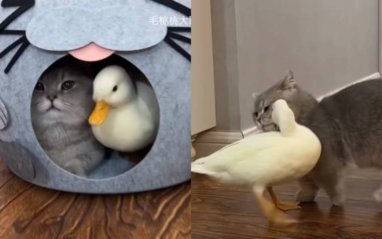 就是要黏著你！小白鴨超愛短腿灰貓