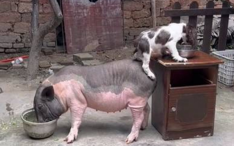 狗狗吃飯好困難！小胖豬「屁股一頂」哥倆好一同用餐畫面超萌