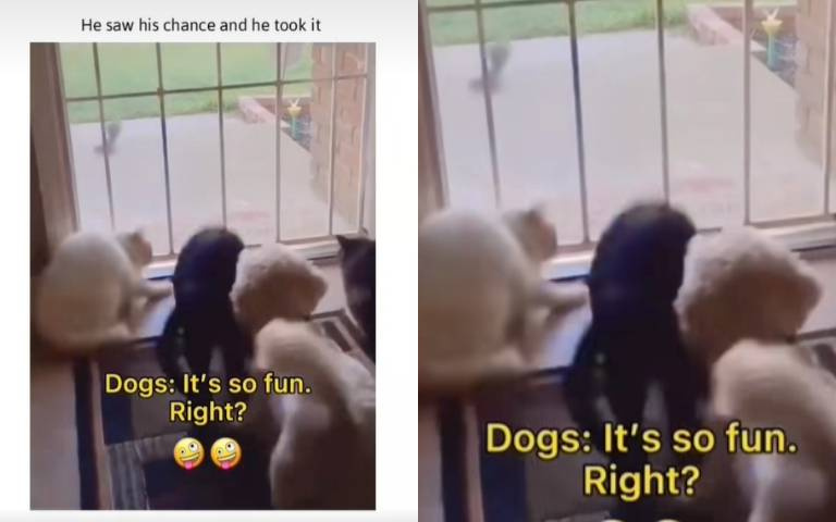 夭壽哦！貓咪發呆「狗狗背後突襲」　牠倆嚇爛爆衝畫面曝光