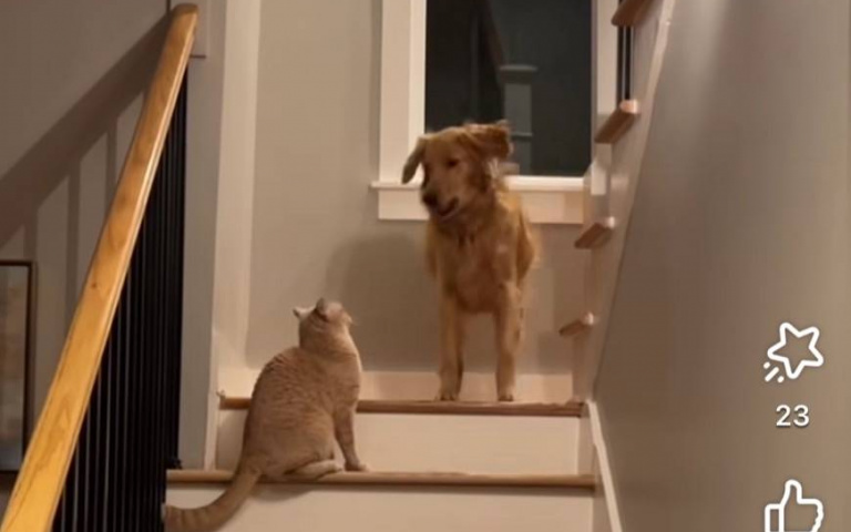 給本汪讓開！想下樓梯被貓擋　超狠路霸毫不讓步