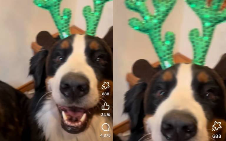 瞬間變身！狗狗們一一「加冕」　麋鹿群慶聖誕