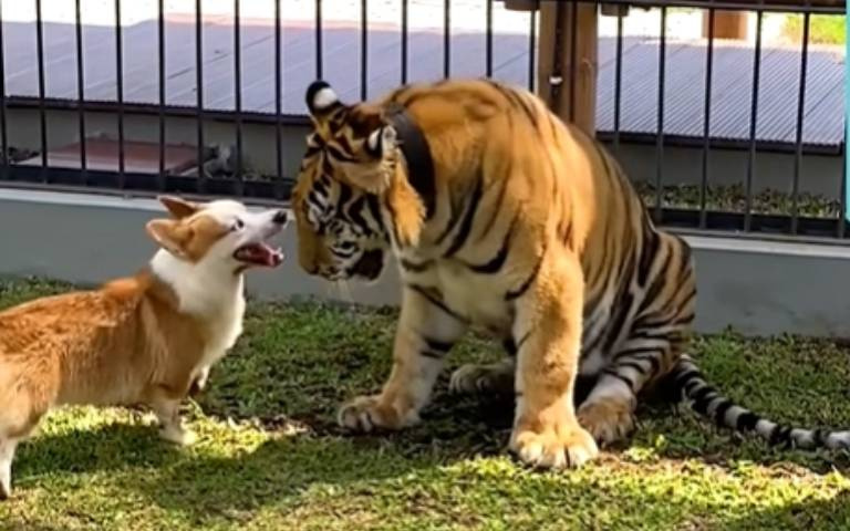 柯基與大老虎玩耍網友嚇瘋　他警惕：今天玩具、明天晚餐
