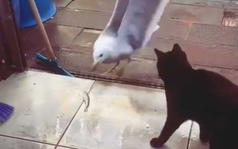 是在搶食，還是餵食？　黑貓嘴叼美食「鳥一旁虎視眈眈」最後成功吃到