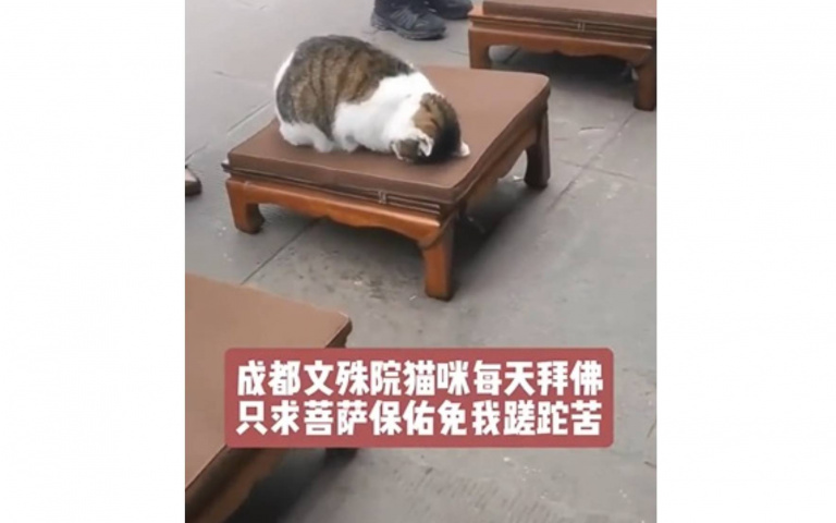 最可愛信徒!喵喵每天到「文殊院」叩頭拜佛 網友大笑:來求罐罐嗎
