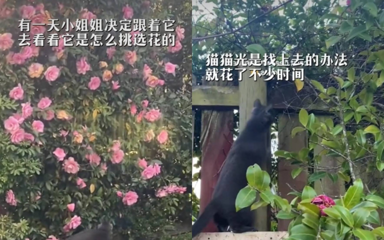 貓貓也懂撩妹？女搬新家「每天門前一朵花」　牠就地取材畫面曝