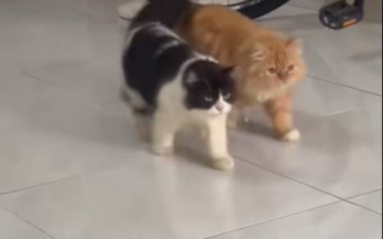 被下了複製貼上的指令？　貓咪行為同步…強迫症看了都舒服