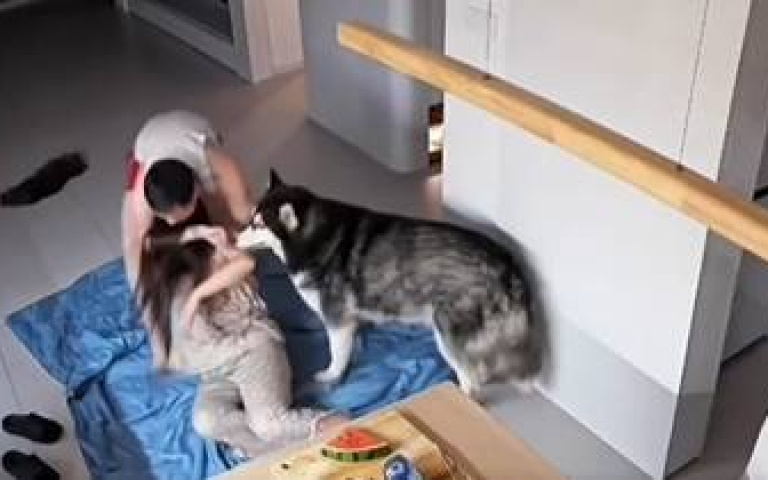 二哈難得不少根筋！　協助男主人將「酒醉老婆」拖回房間