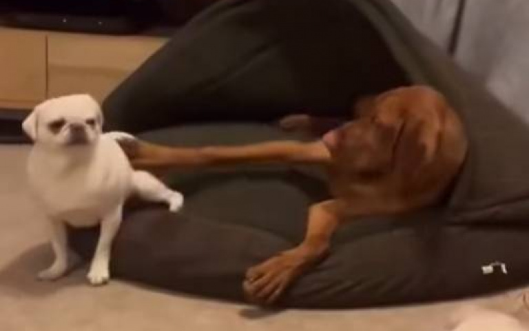 不要搶我的床！大狗一腳踹　網友看出端倪