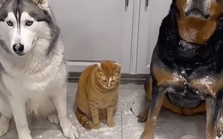 誰把廚房搞成這樣？　眾人胡亂甩鍋「貓咪就抓狂了」