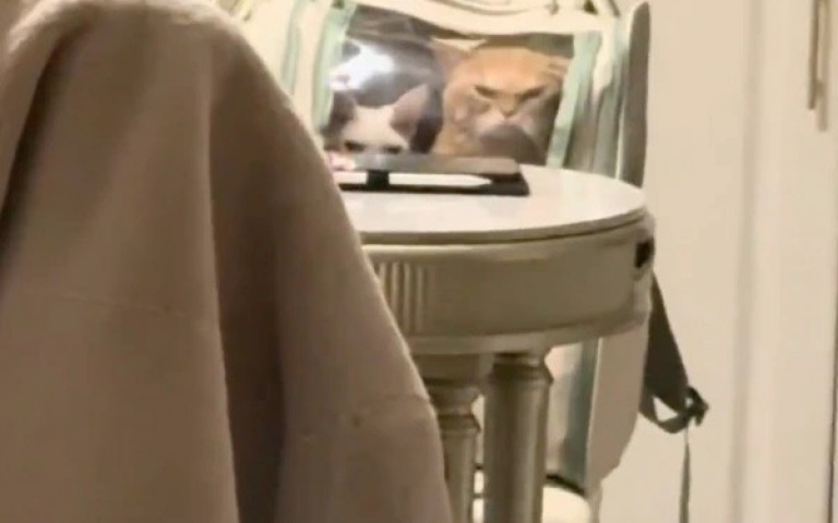 粗心奴才接貓回家竟忘放出來 兩貓擠包包怒瞪奴才「死亡凝視」表情超有戲