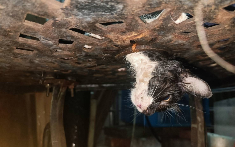 萌貓化身「蝙蝠俠」受困桌縫！醫生麻醉神救援　牠成女神「卡卡」等新家